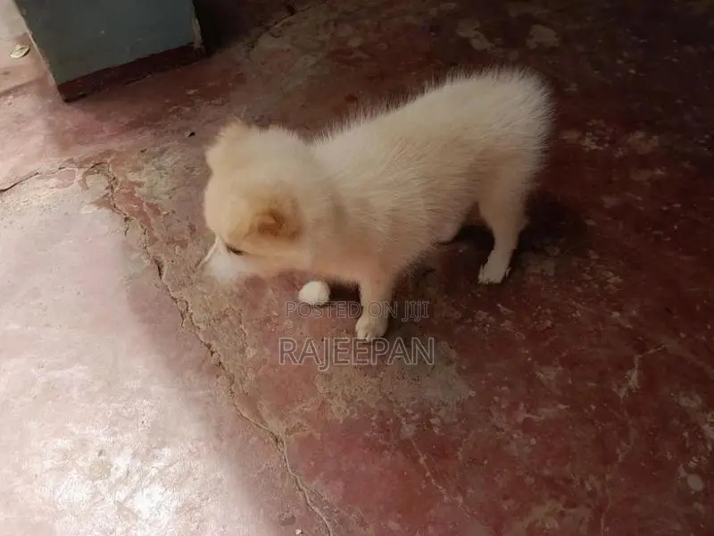 Pomeranian Puppy