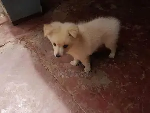 Pomeranian Puppy