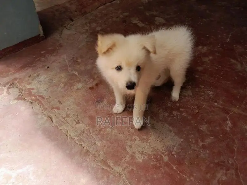 Pomeranian Puppy