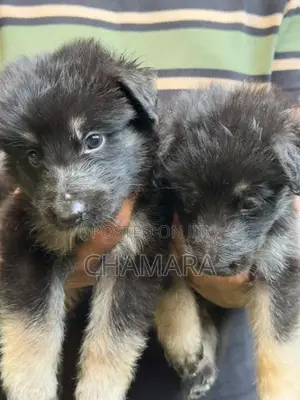 Male German Shepherd Puppies