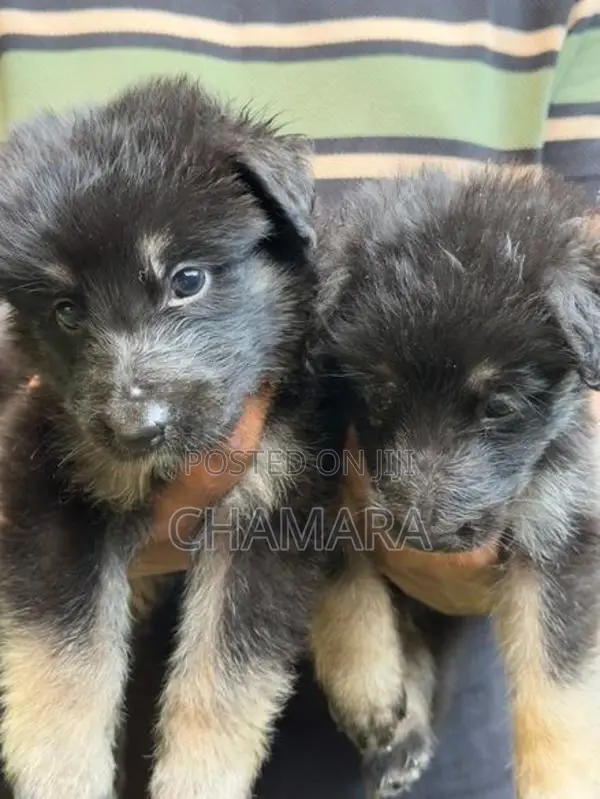 Male German Shepherd Puppies