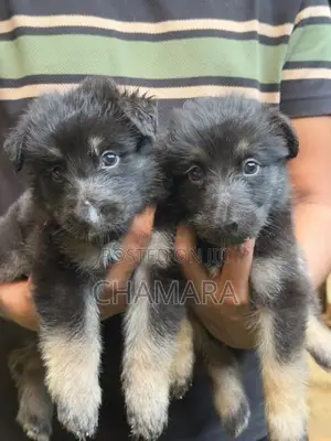Male German Shepherd Puppies