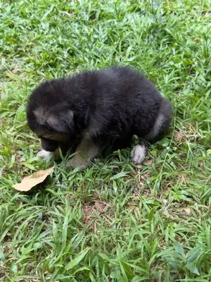 Male German Shepherd Puppies