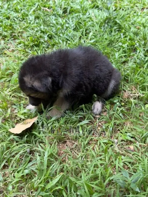 Male German Shepherd Puppies