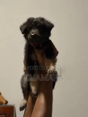 Male German Shepherd Puppies