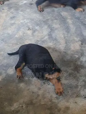 Rottweiler Puppies