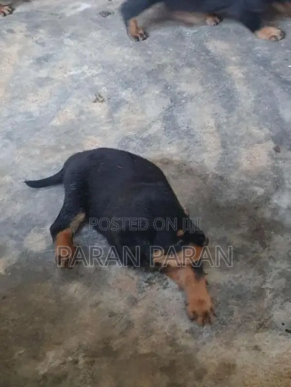 Rottweiler Puppies