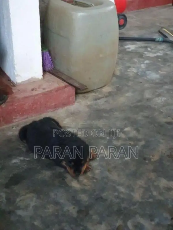 Rottweiler Puppies