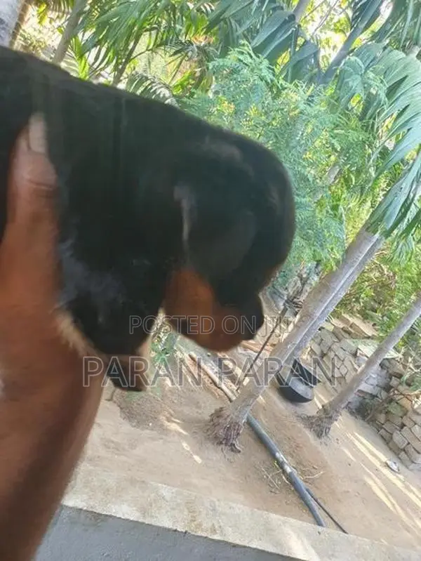 Rottweiler Puppies