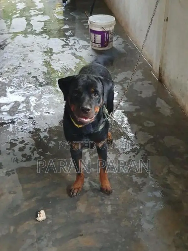 Rottweiler Puppies