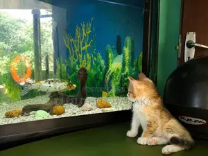 Corner Fish Tank
