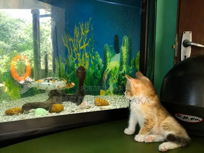 Corner Fish Tank