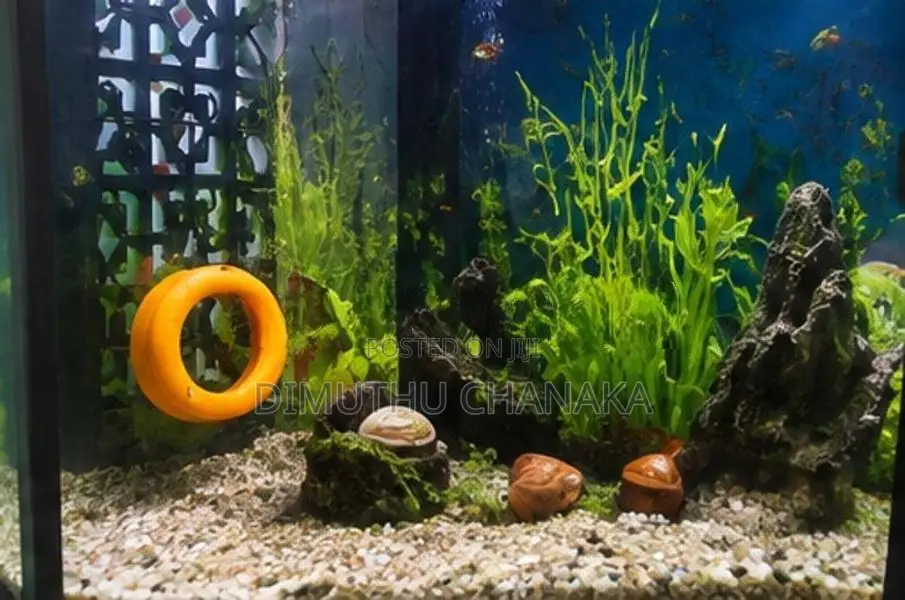 Corner Fish Tank