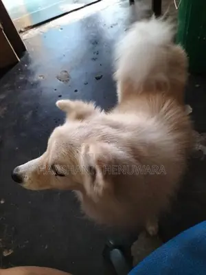 Lion Pomeranian Puppies