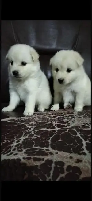 Lion Pomeranian Puppies