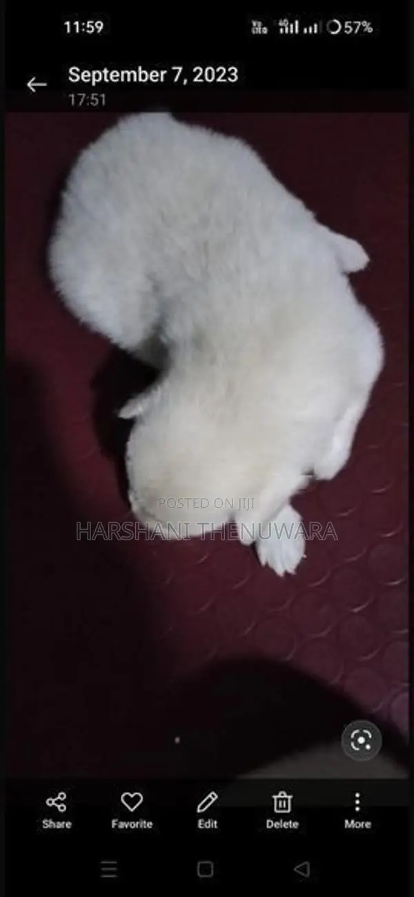 Lion Pomeranian Puppies