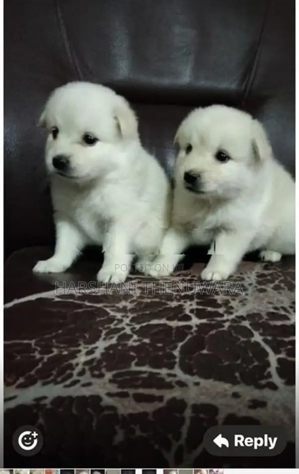 Lion Pomeranian Puppies