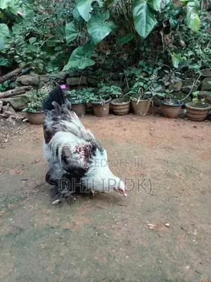 Brahma Chicken
