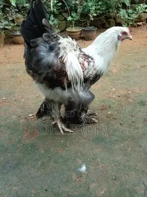 Brahma Chicken
