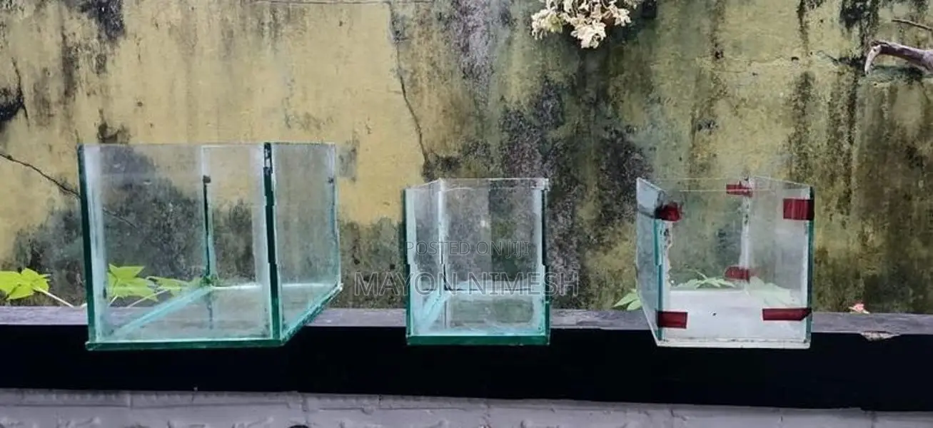 Fish Tanks