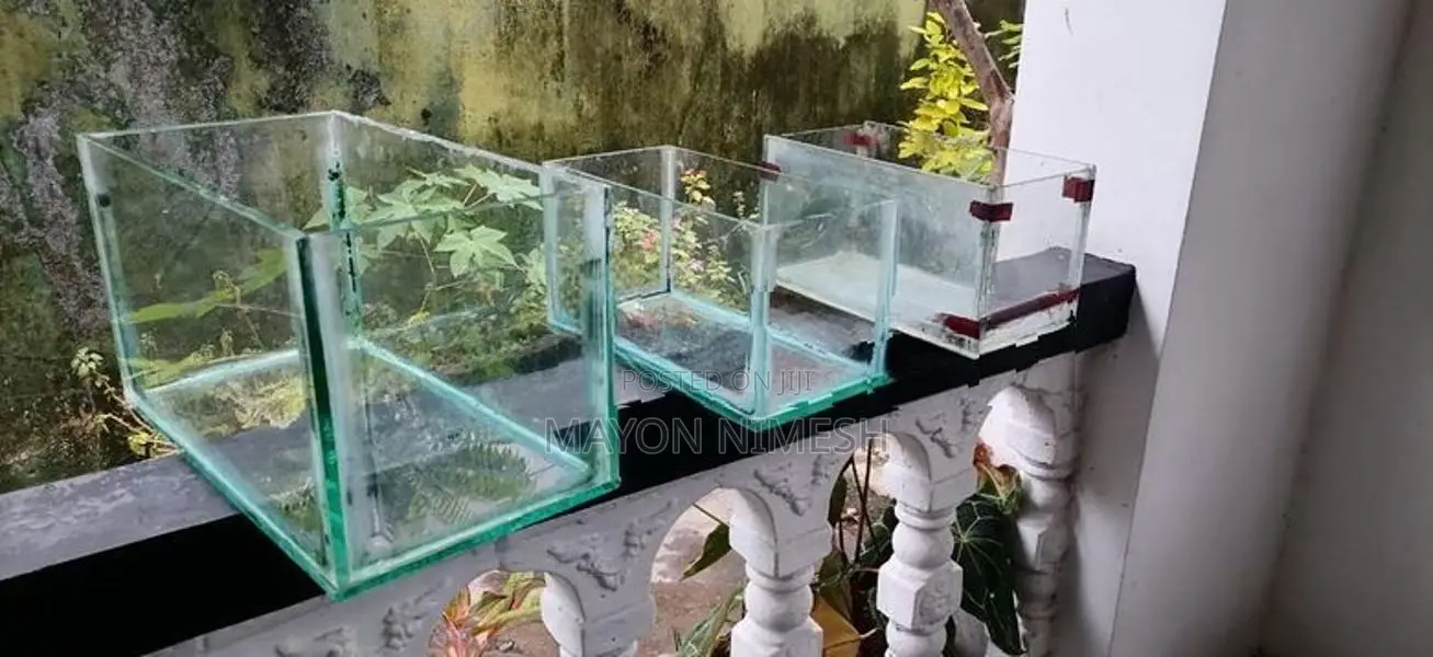 Fish Tanks
