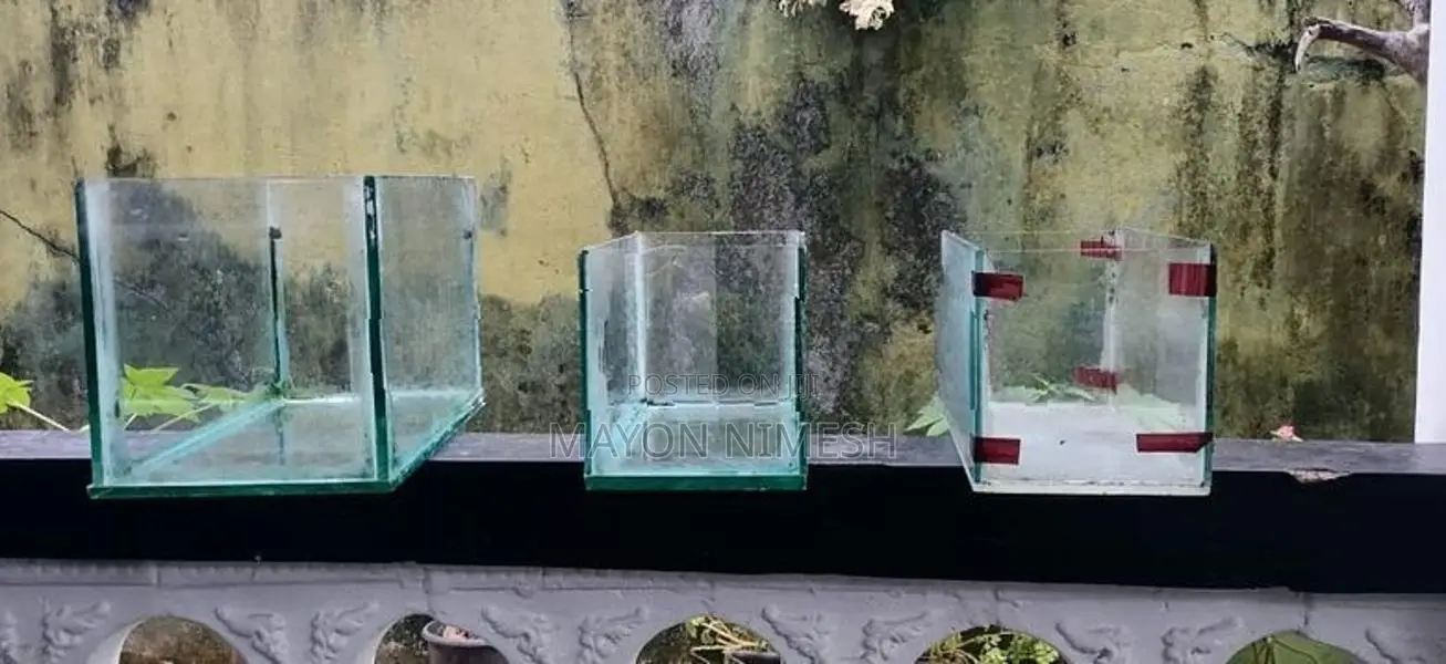 Fish Tanks