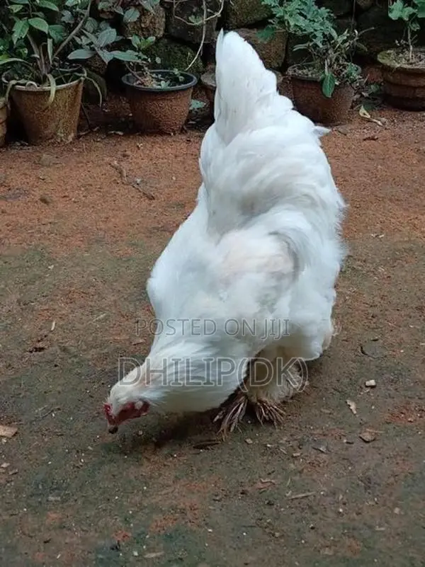 Brahma Chicken