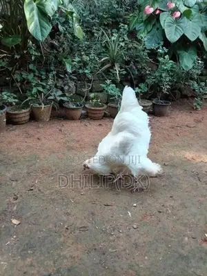 Brahma Chicken