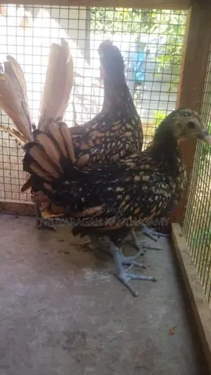 Bantam Pair