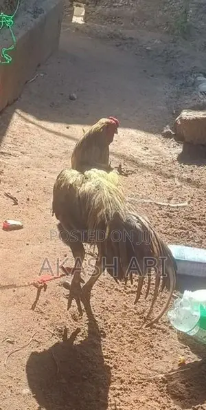 Velladiyan Rooster