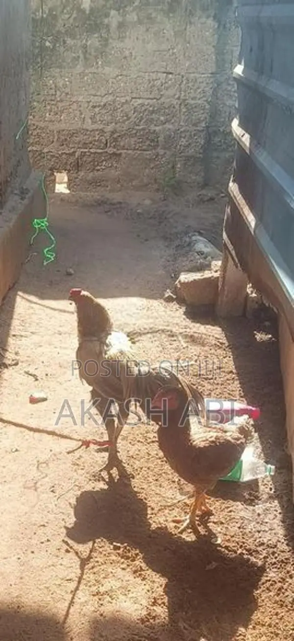 Velladiyan Rooster