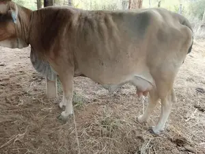 Jersey Cow