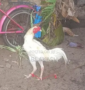 Velladiyan Chick