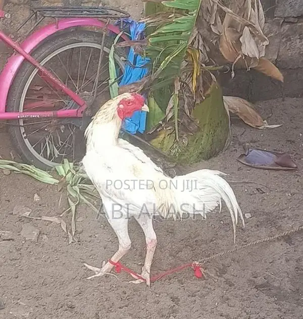 Velladiyan Chick