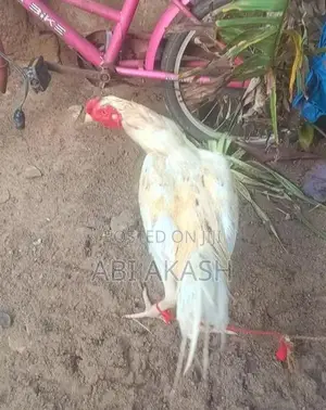 Velladiyan Chick