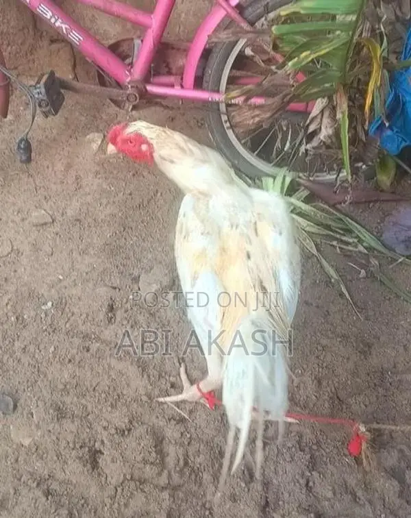 Velladiyan Chick