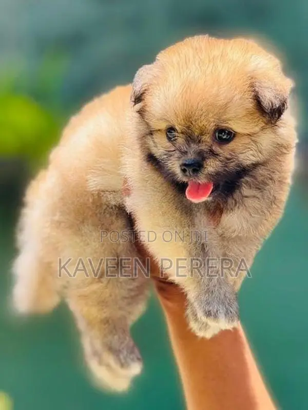 Tibetan Terrier Puppies