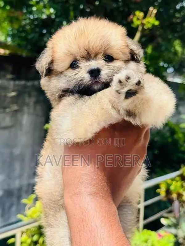 Tibetan Terrier Puppies