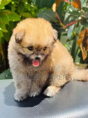 Tibetan Terrier Puppies