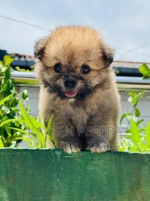 Tibetan Terrier Puppies