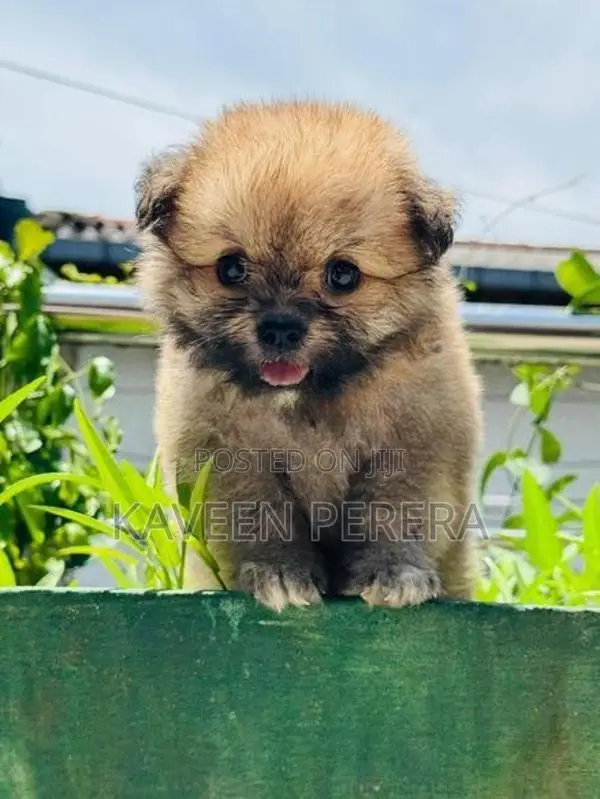 Tibetan Terrier Puppies
