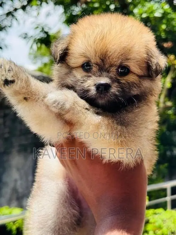 Tibetan Terrier Puppies