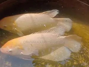 ගුරාමි