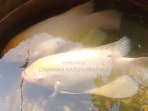 ගුරාමි