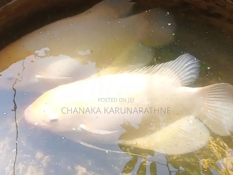 ගුරාමි