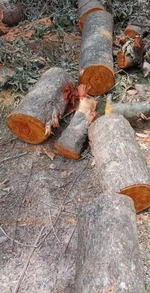 දර සදහා ඇව