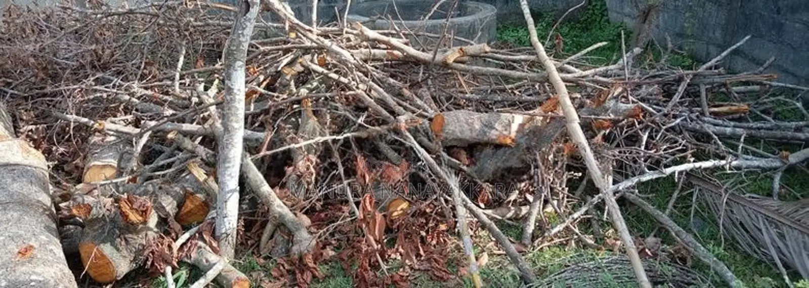 දර සදහා ඇව