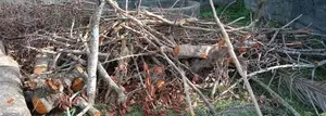 දර සදහා ඇව