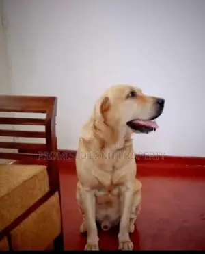 Labrador Retriever