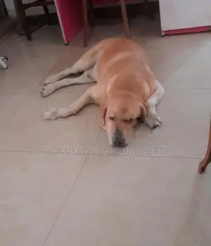 Labrador Retriever